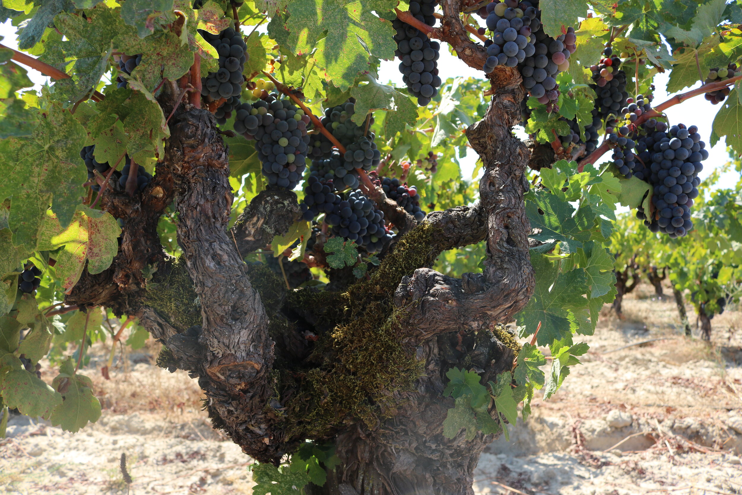Coro Mendocino Zinfandel 