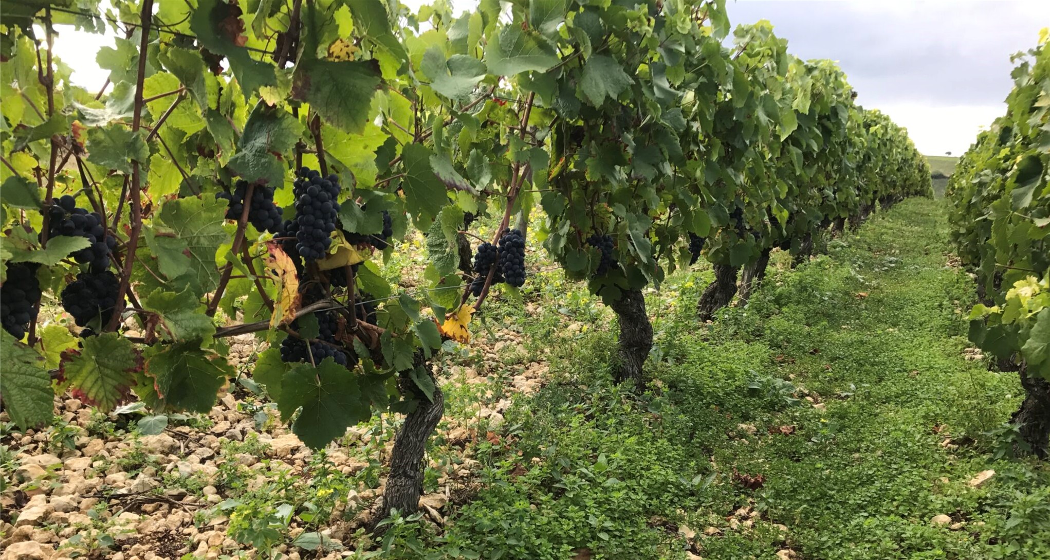 Sancerre Domaine Denizot Vinmark propfyldt med Pinot Noir, til Sancerre Rouge Biorga 2