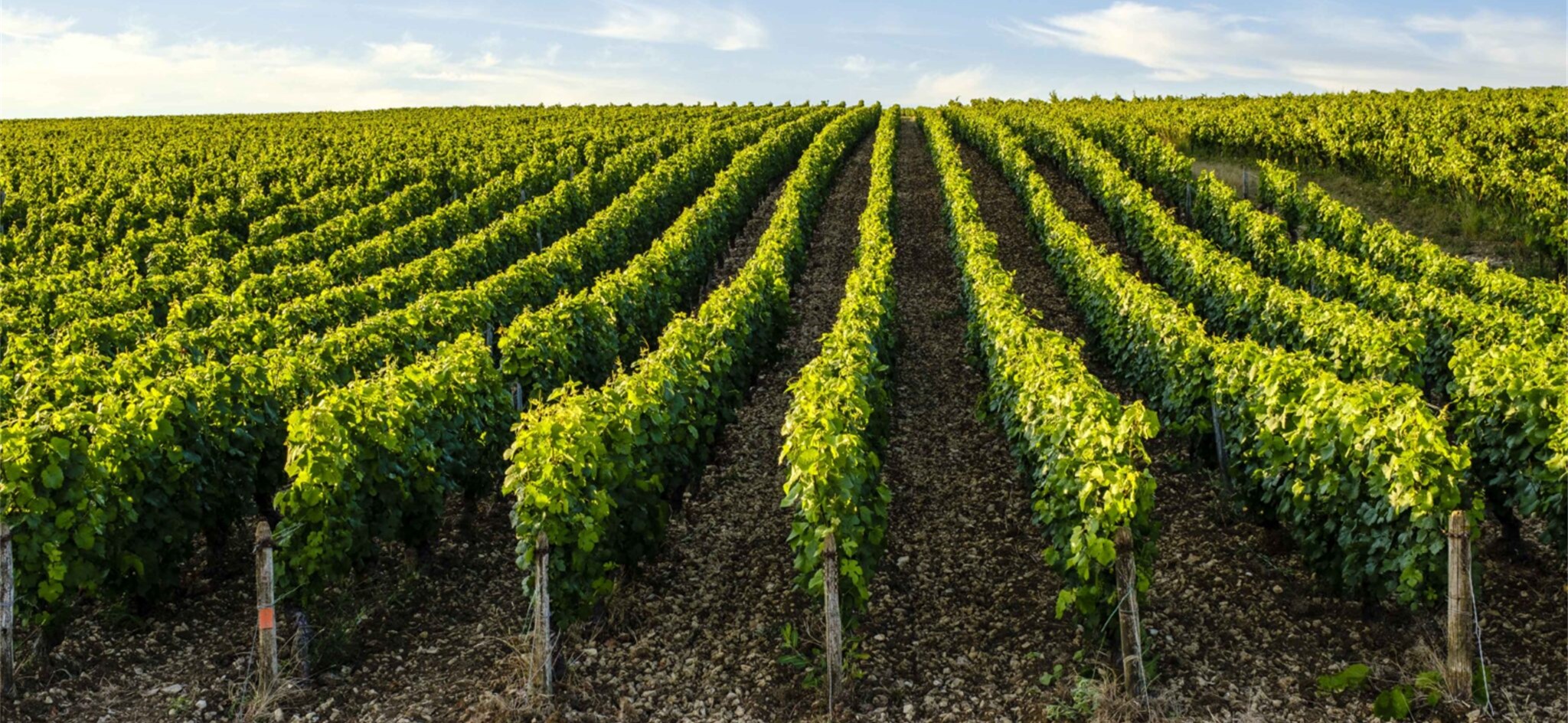 Sancerre Domaine Denizot Vinmark propfyldt med Pinot Noir, til Sancerre Rouge Biorga