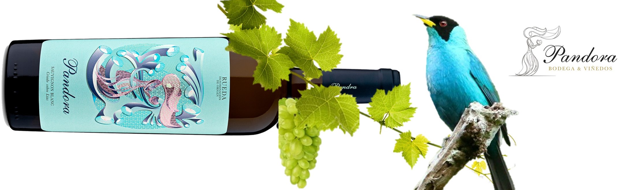 Sauvignon Blanc Bodegas Pandpra Rueda banner med fugl